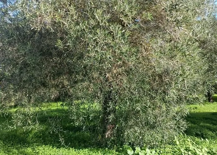 Su Barroccu 住宿加早餐酒店 里奥拉萨尔多