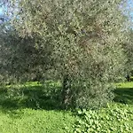 Su Barroccu Bed & Breakfast Riola Sardo